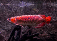 Ikan Red Arowana